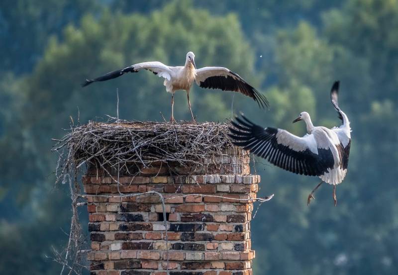 Professional Chimney Animal Removal Services in Arlington, Massachusetts