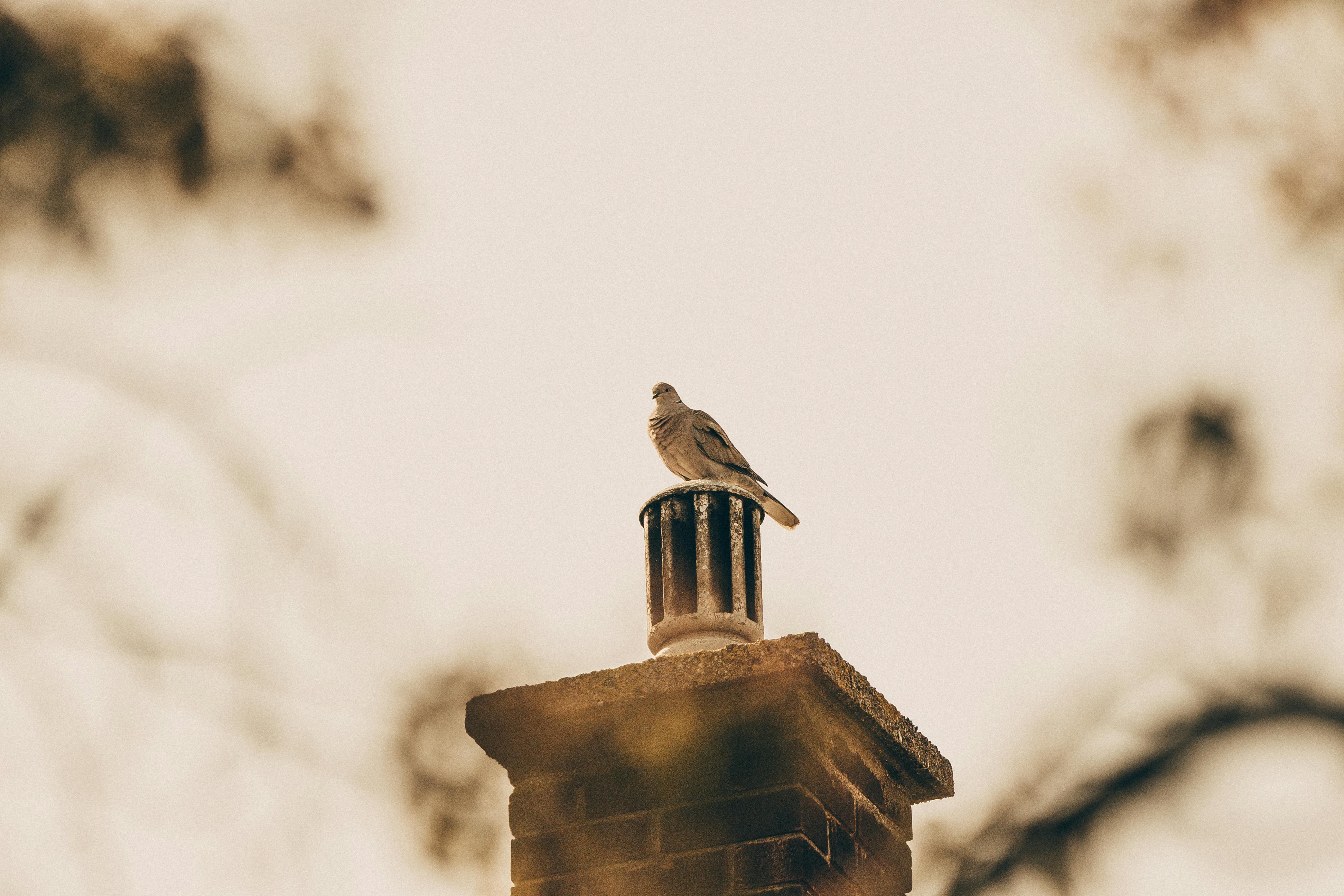 Expert Chimney Cap Installation in Arlington, Massachusetts